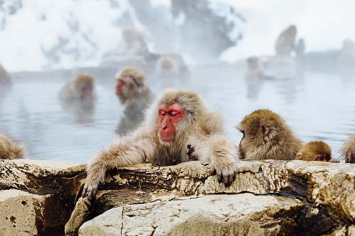 wildlife primates soaking in hot spring monkey
