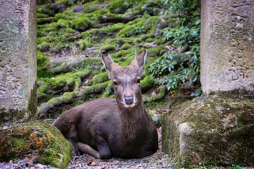 mammal prone lying deer kangaroo