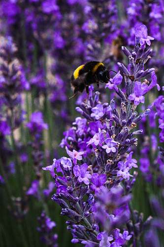 bee purple and white petaled flowers close-up photography apidae