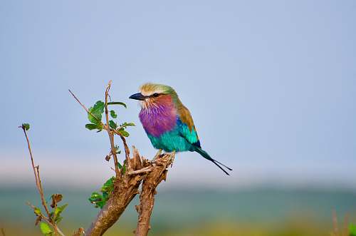 bird purple, blue, and brown bird perch on branch bee eater