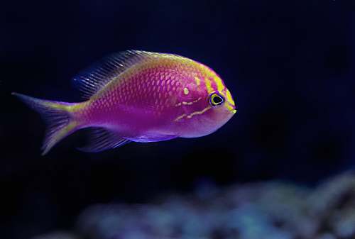 fish purple fish in closeup photography water