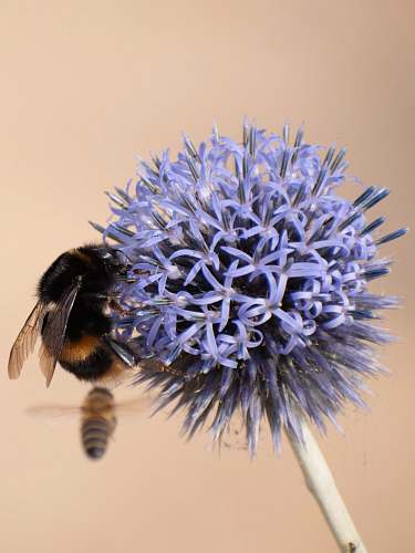 apidae purple flowers in bloom bee