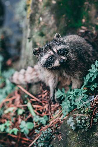 mammal raccoon beside tree trunk raccoon
