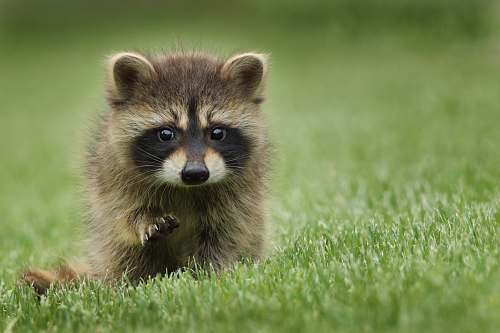 raccoon raccoon walking on lawn grass mammal
