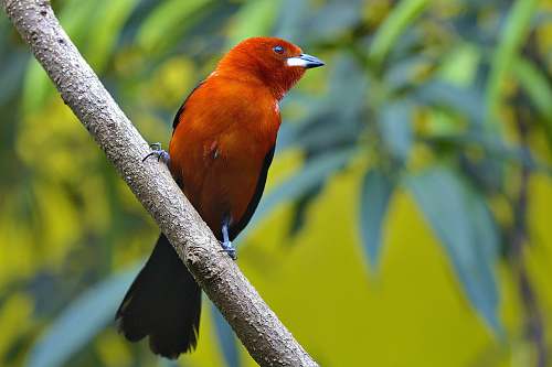 bird red and black bird standing on branch finch