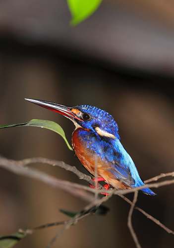 bird red-and-blue bird parrot