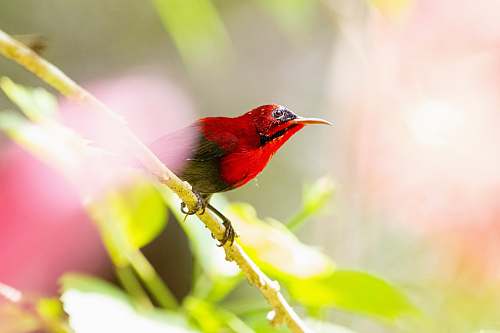 bird red bird perched on branch bee eater