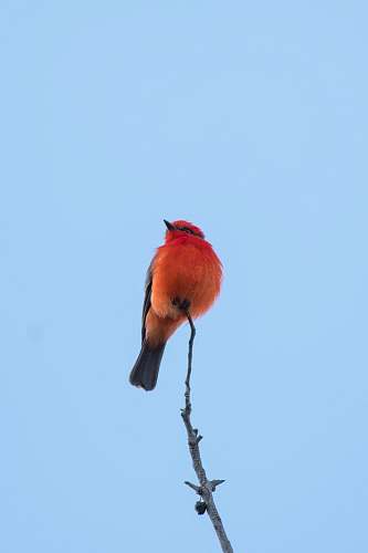 bird red bird under white sky bee eater