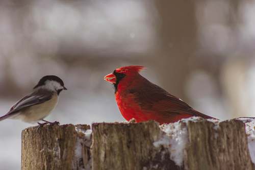 bird red cardinal bird and gray bird cardinal