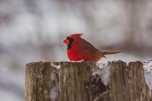 bird red cardinal bird on tree stump cardinal