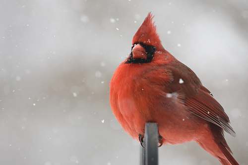 bird red cardinal perching on black metal bar cardinal