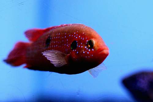 fish red flowerhorn fish water
