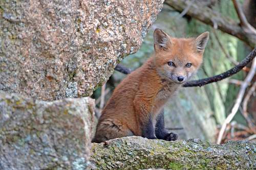 mammal red fox near brown rock fox