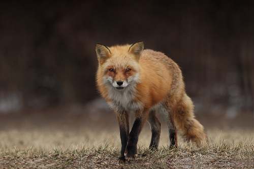 wildlife red fox fox