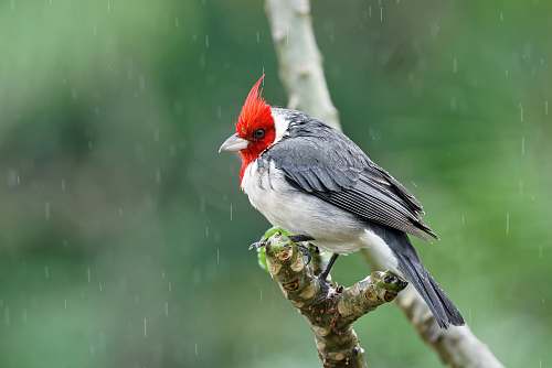 bird red-headed grey bird perching on tree branch maui