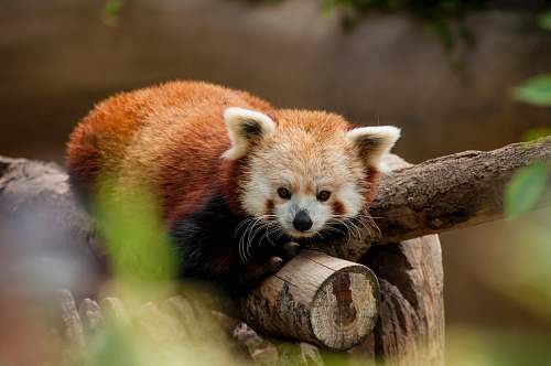 wildlife red panda lying on brown log mammal