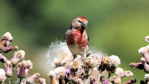 bird red, white, and black bird finch