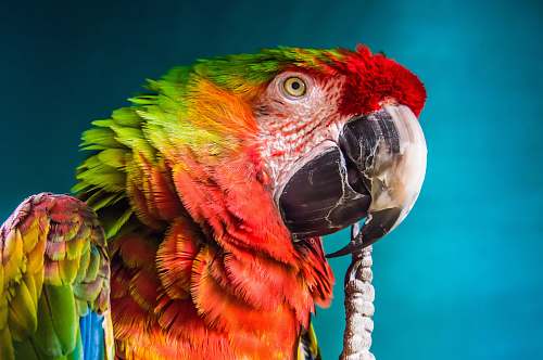 bird red, yellow, and green parrot macaw
