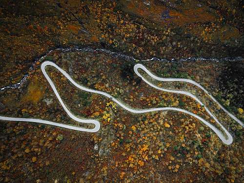 reptile road near trees snake
