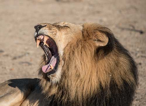 lion roaring lion photography south africa