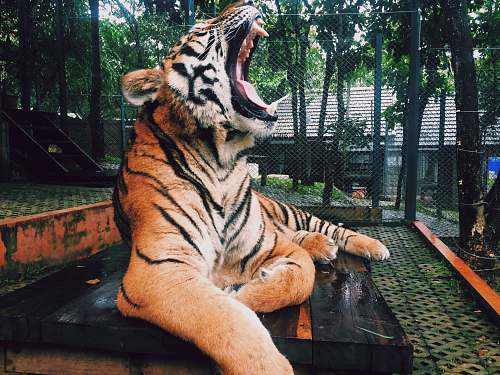 mammal roaring tiger inside zoo during daytime tiger