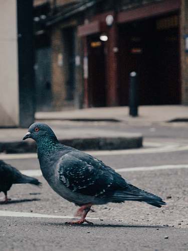bird rock dove on street pigeon