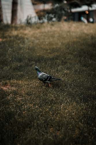 bird rock pigeon on green grass field pigeon
