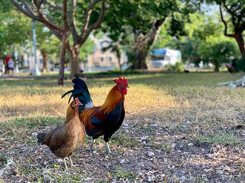 bird rooster and hen chicken