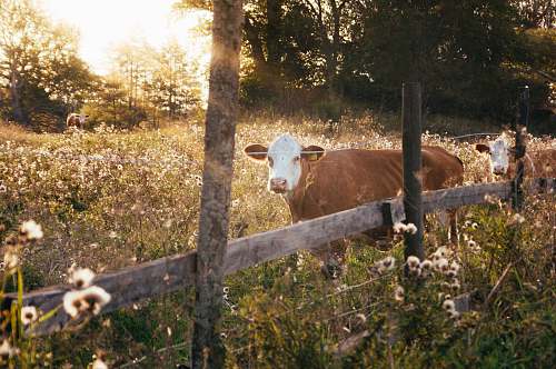 cattle rule of thirds photography of brown cow cow