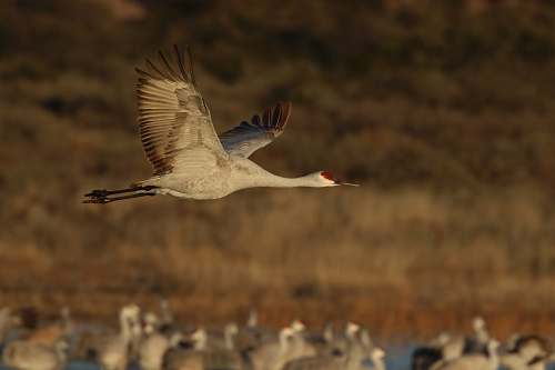 Sandhill Crane Lifeline L970 8" Sticker decal bird watcher heron farm pond