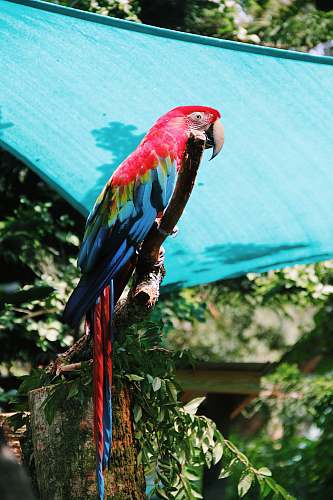 bird Scarlet Macaw on tree macaw
