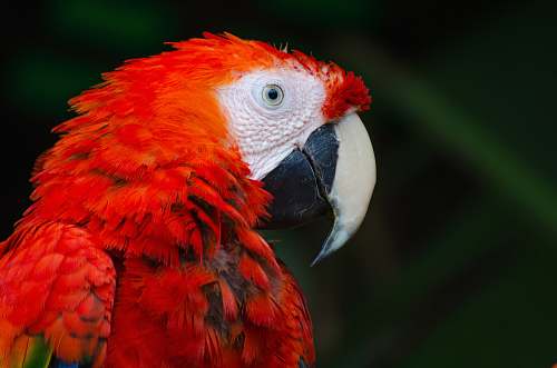 bird scarlet macaw parrot parrot