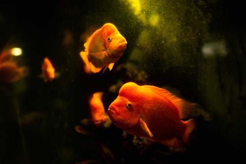fish school of flowerhorn fish goldfish