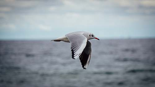 bird seagull flies above the sea flying