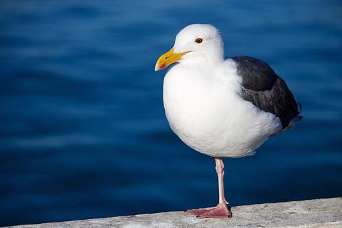 bird seagull on concrete board seagull