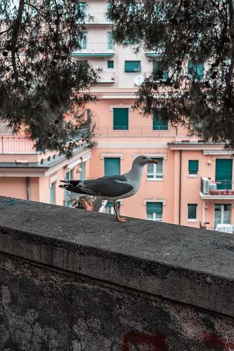 bird seagull on concrete railing near tree seagull