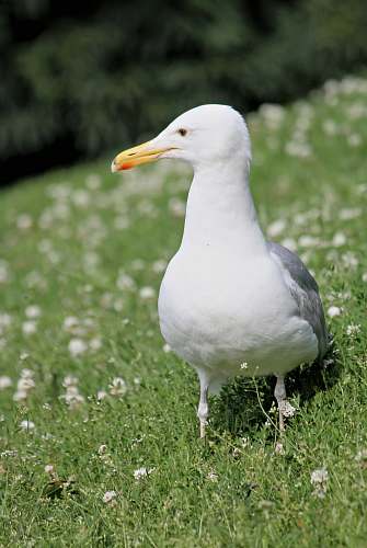 bird seagull on green grass beak