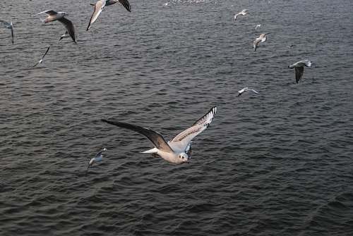 bird seagulls in flight over body of water grey