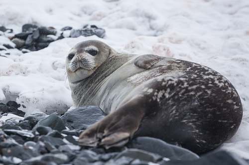 mammal Seal lying on rock covered with snow seal