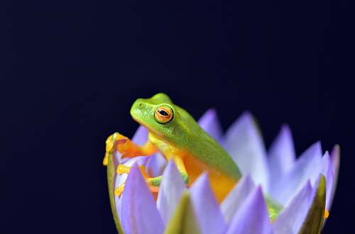 frog selected focus photo of green and yellow frog in purple petaled flower amphibian