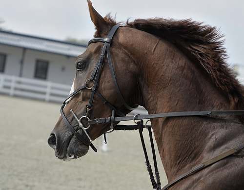 mammal selective focus of brown horse horse