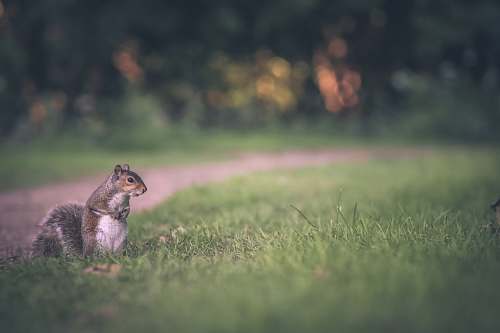 squirrel selective focus of gray squirrel on green grass field rodent
