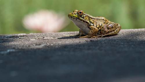 lizard selective focus of green and brown fog reptile