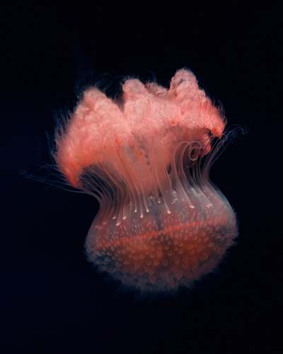 fish selective focus photo of black and red jellyfish jellyfish