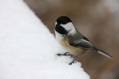 bird selective focus photo of black and white short-beaked bird finch