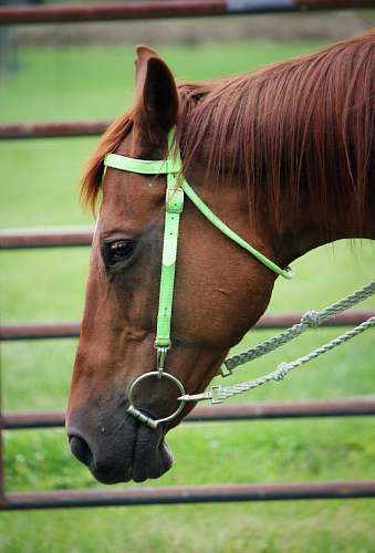 mammal selective focus photo of brown and black horse horse