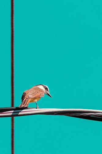 bird selective focus photo of brown and white bird wren