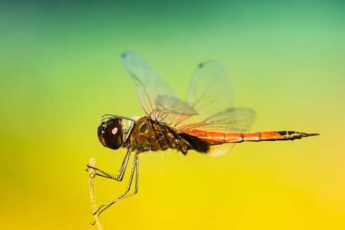 dragonfly selective focus photo of brown dragonfly insect