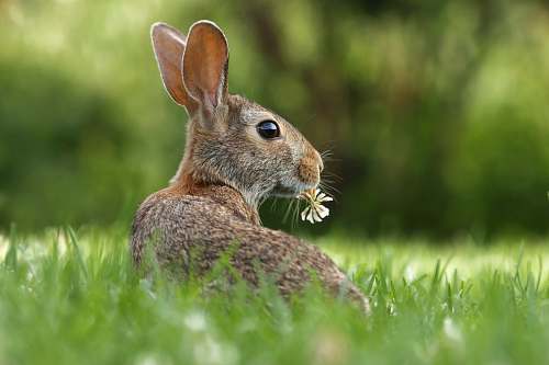 rabbit selective focus photo of brown rabbit on grasses bunny