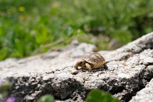 turtle selective focus photo of brown tortoise sea life